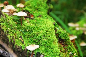世界体能恢复公益课堂乡镇示范点第27批授牌仪式回顾，世界体能比赛